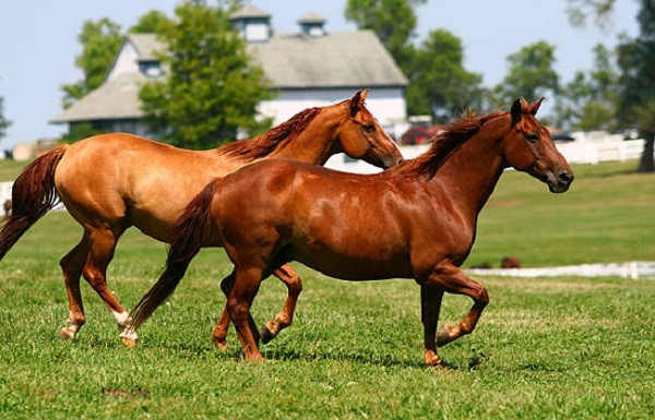 Wedding Horse Dies in Chhattisgarh