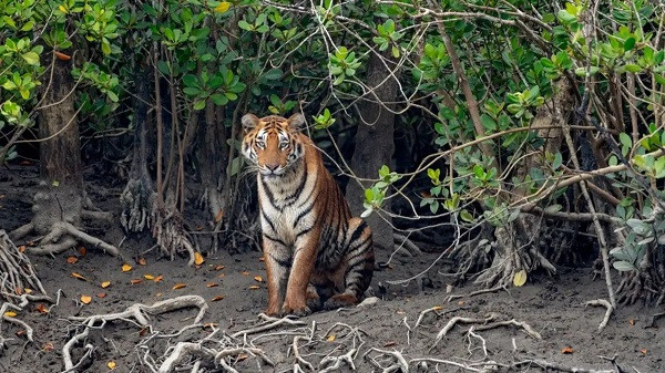 West Bengal's Sundarbans Have Been Shut To Tourists For Three Months