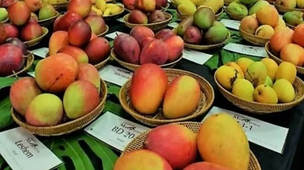 Mango Festival In Bhopal