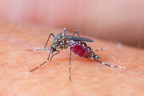 mosquito bite dangers