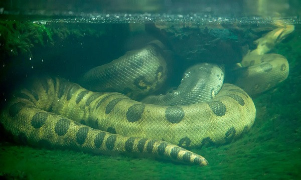 Green anaconda