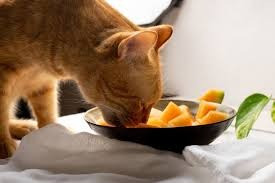 , your little pet