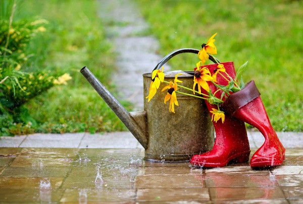 Rainy Season Plant Care