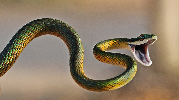 Snake