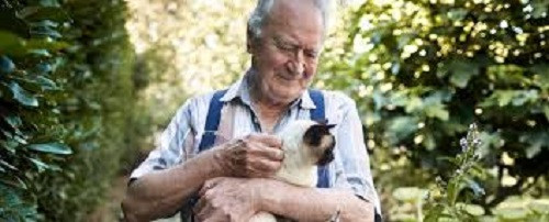 brain health and aging