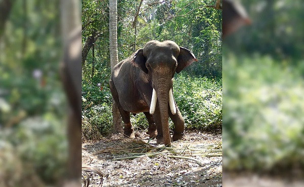 Elephant attack in Chhattisgarh