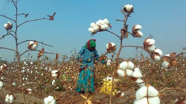 Govt extends cotton import duty exemption till Dec 31