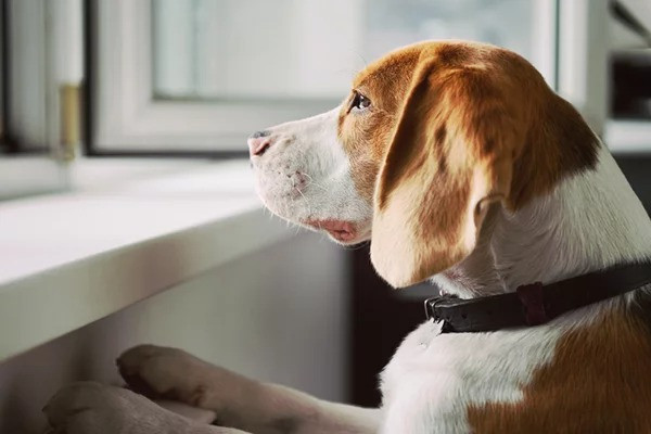 prevent pet anxiety