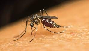 dengue diagnosis in India