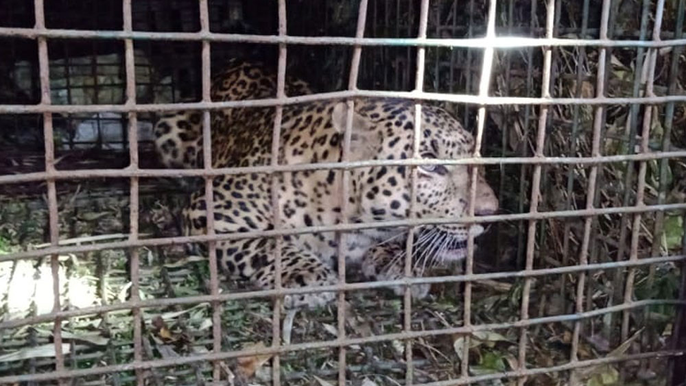 Nagrakata leopard (symbolic picture)