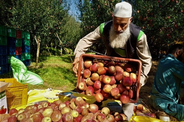Problems in Apple Farming