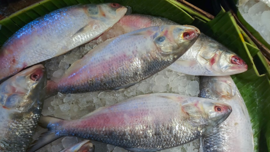 Hilsa From Bangladesh Arrives In Bengal