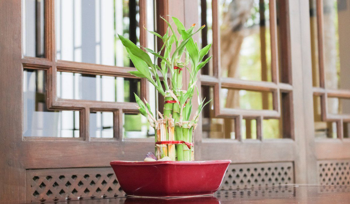 Lucky Bamboo