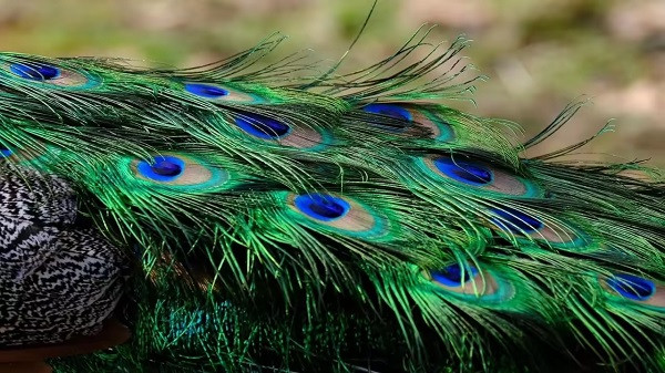 Peacock Feather