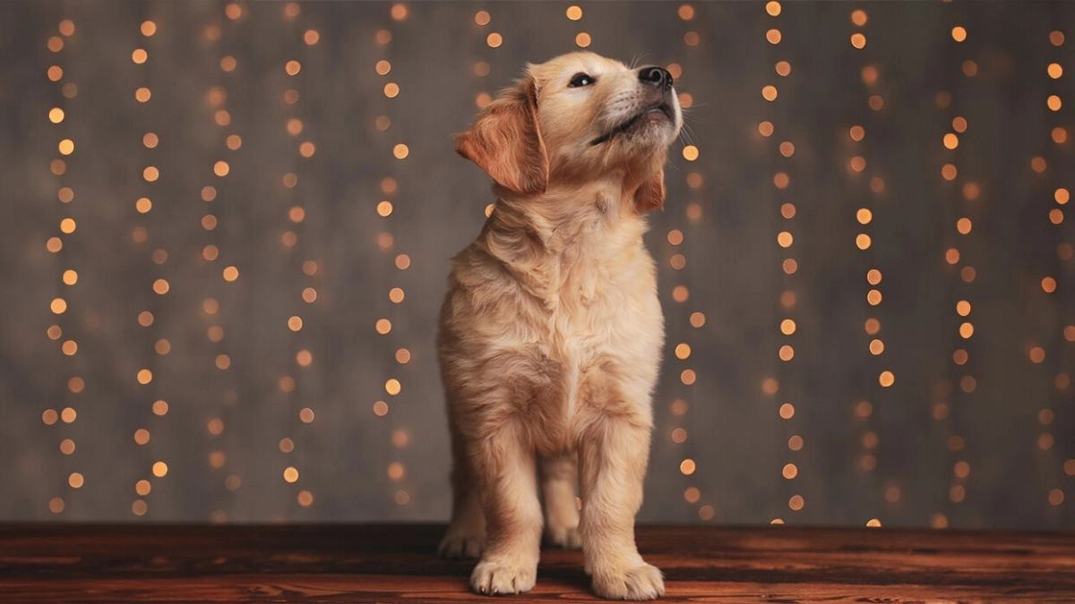 Pet Care During Kali Puja