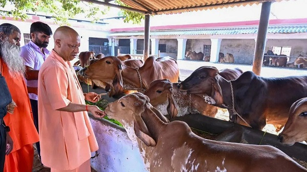 Uttar Pradesh Chief Minister Yogi Adityanath feeds cows at a cowshed