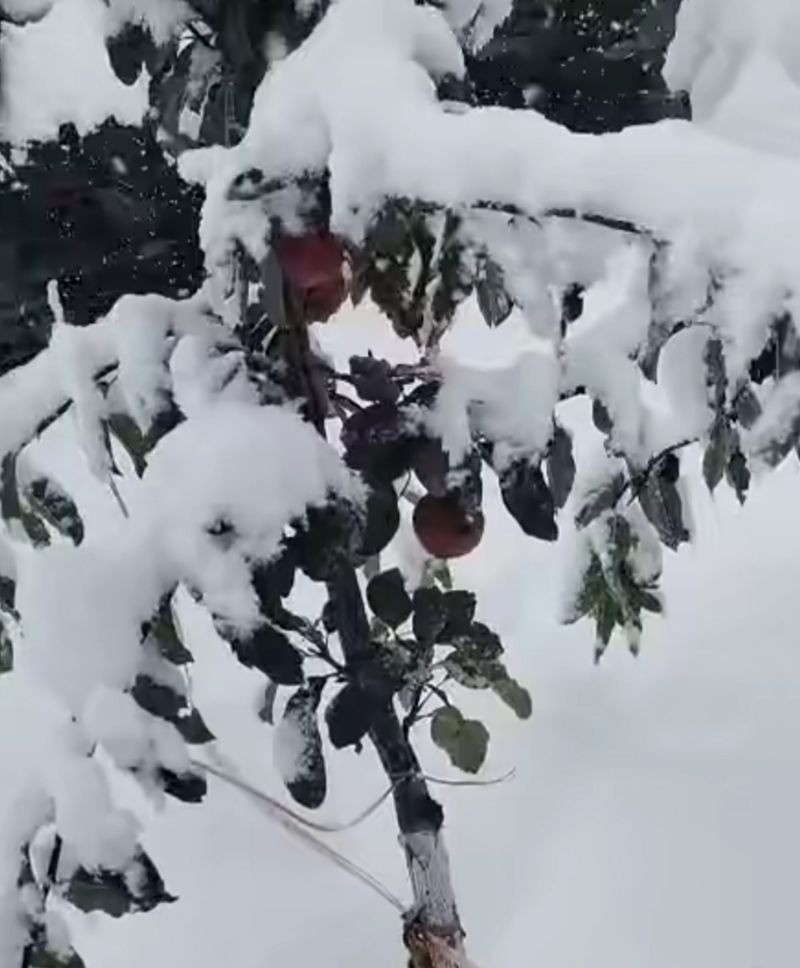 Apple trees damaged due to snowfall in Lahaul and Spiti