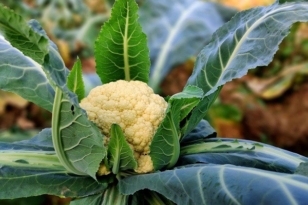Winter Cauliflower
