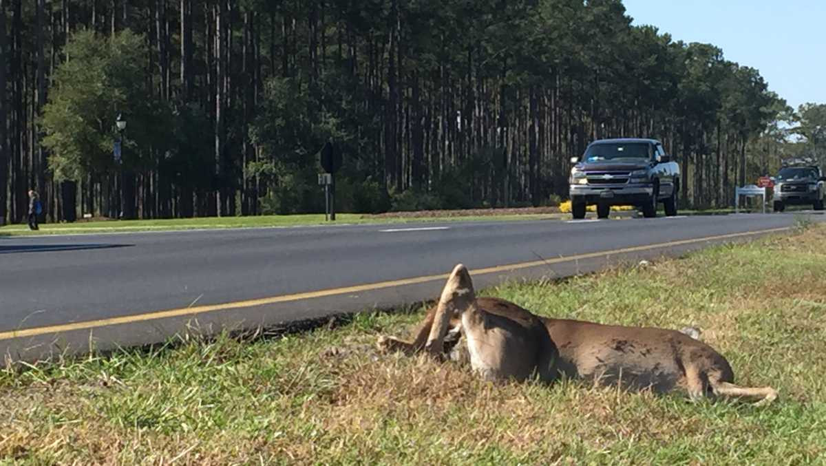 Deer deaths on highway (Symbolic picture)