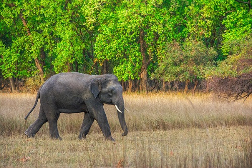 Elephant at Mekliganj