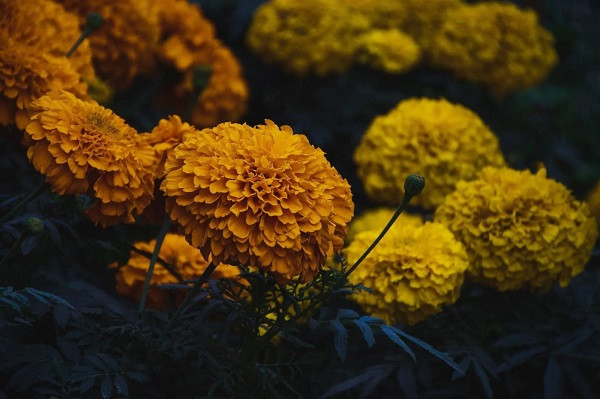 Marigold Flowers
