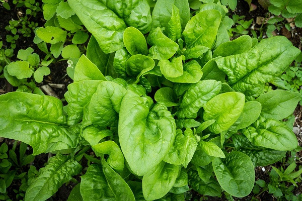 Green Vegetable Spinach