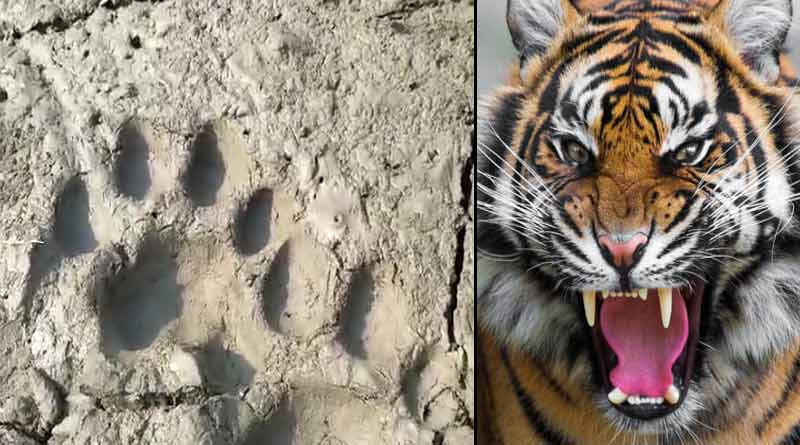 Tiger Footprints Spark Panic in Kultali