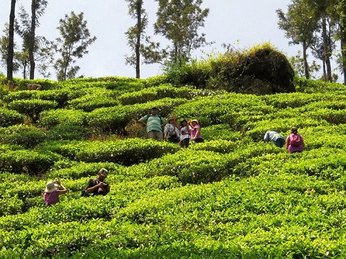 Coffee Plantation Tour, Chikmagalur