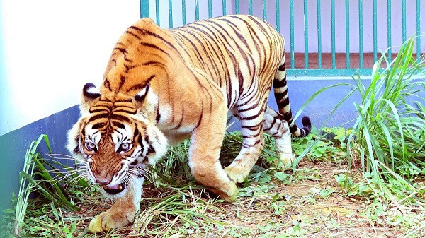 Tiger trapped in Kerala’s Pathanamthitta