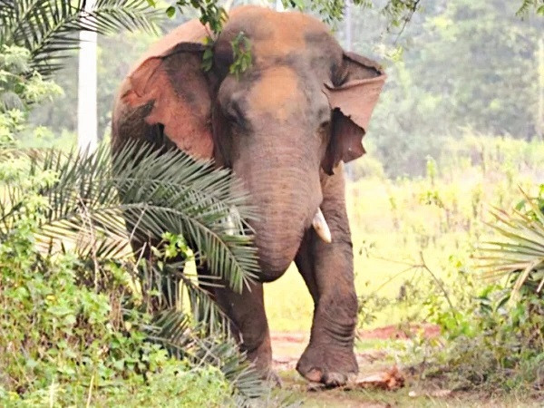 Elephant Attack  in West Midnapore