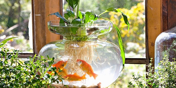 use Aquarium Water in your garden
