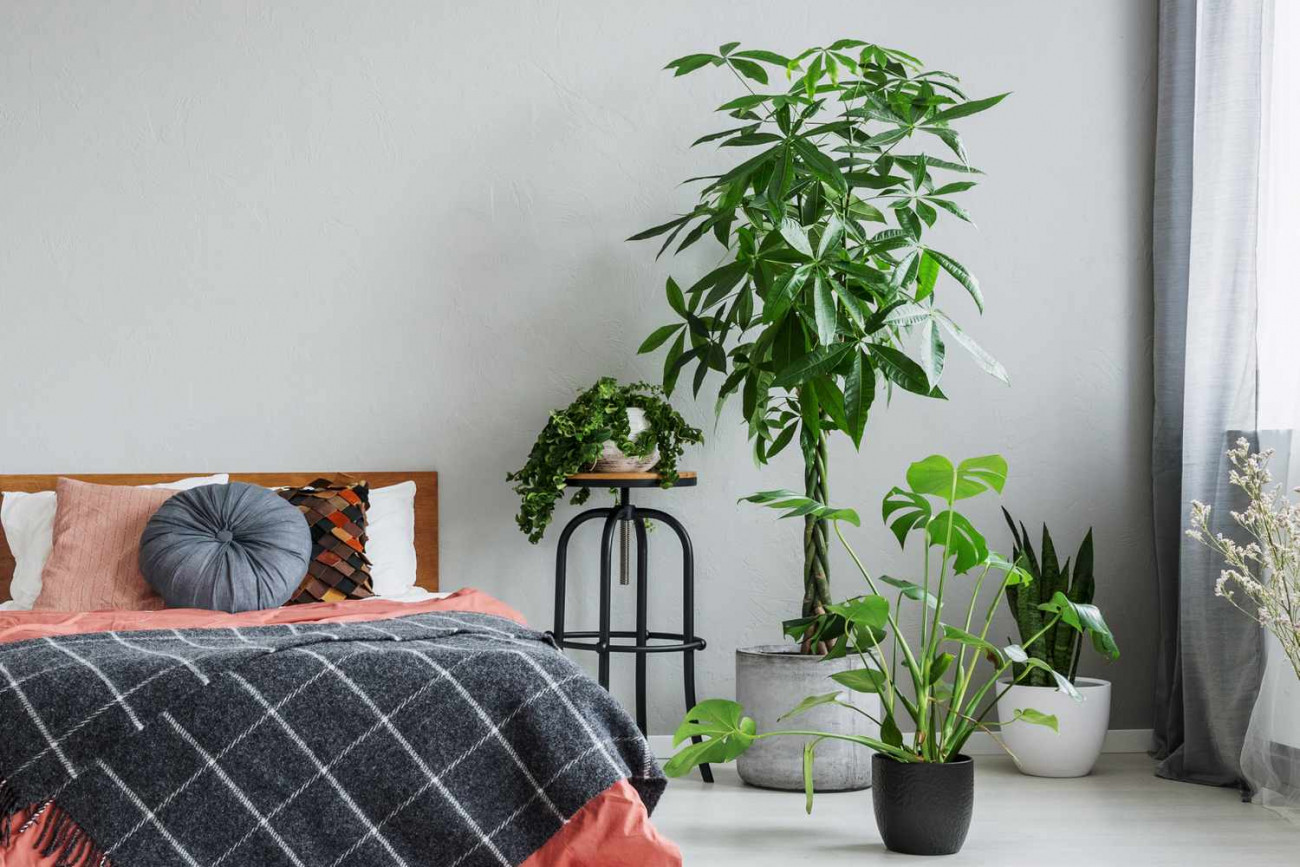Bedroom Plants