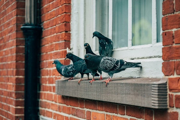 pigeons on window ledge