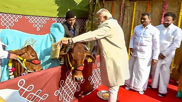 Prime Minister Narendra Modi Celebrates Pongal