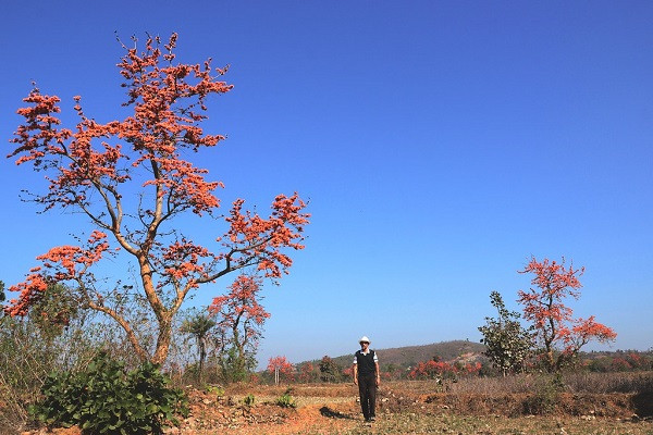 Spring in West Bengal