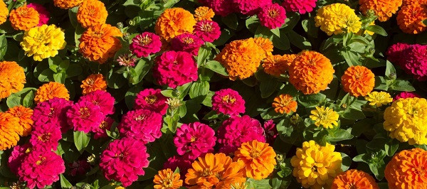Tips for Growing Beautiful Zinnias