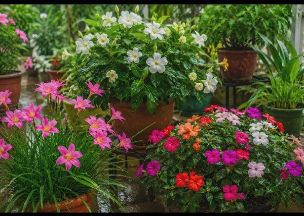 Best Monsoon Flower Plants Garden