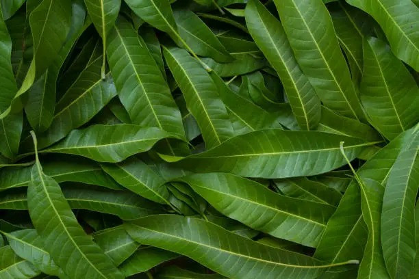 Mango leaves