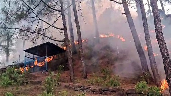 Massive Forest Rajouri  Fire
