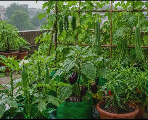 Monsoon Home Vegetable Garden