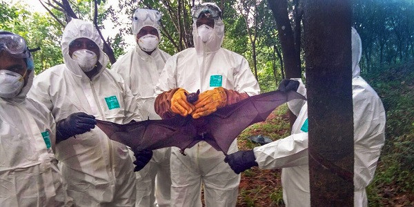 Nipah virus outbreaks in Kerala