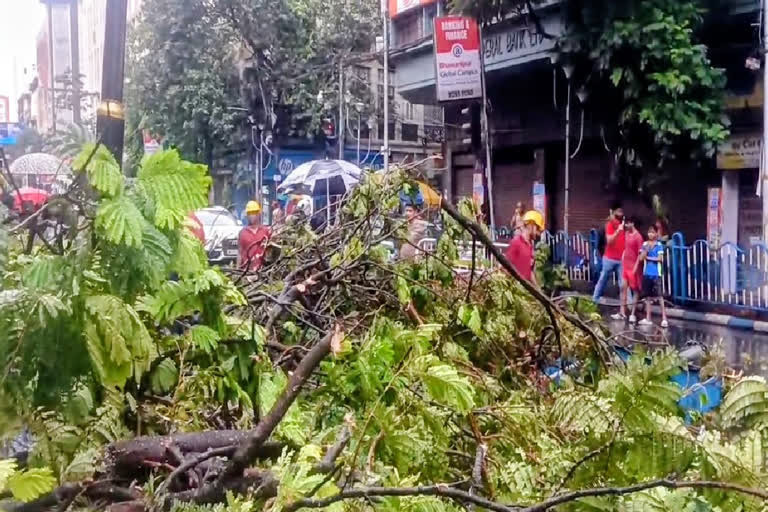 Strand Road tree uprooted