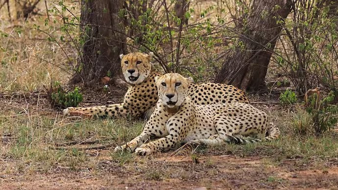 Project Cheetah turns four