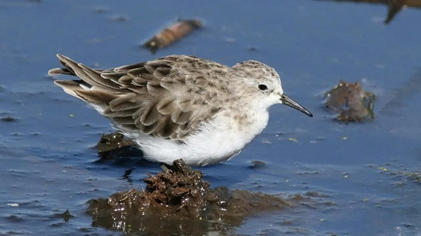 Tiny Little Stint Arrives at Thoothukudi Wetlands