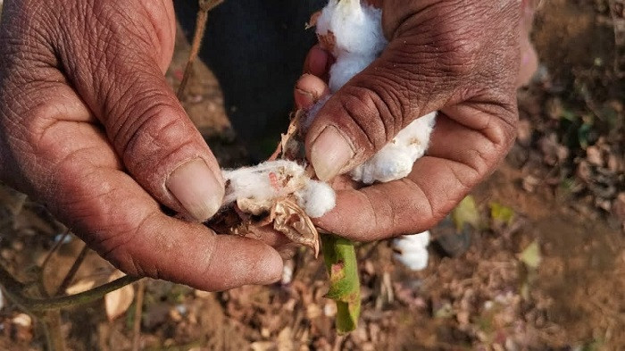 Govt Extends Duty-Free Cotton Imports Till Dec 31